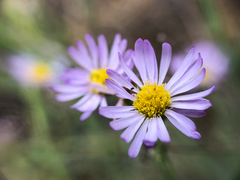 Erigeron filifolius