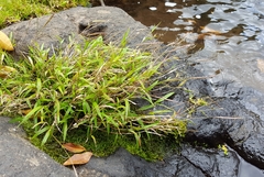 Ischaemum koleostachys