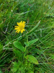 Arnica unalaschcensis
