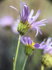 Erigeron filifolius