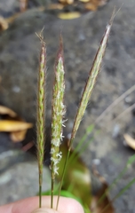 Ischaemum koleostachys