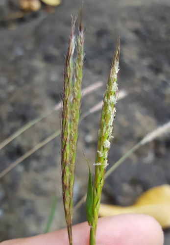 Ischaemum koleostachys