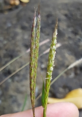 Ischaemum koleostachys