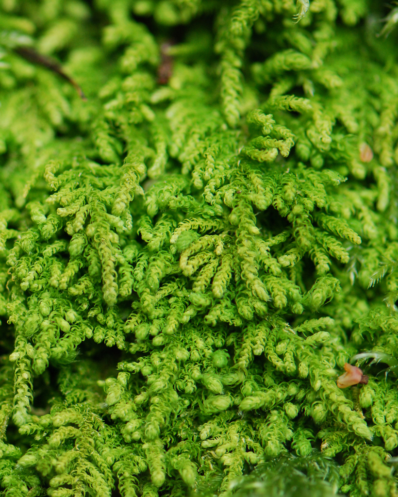 Claopodium crispifolium (Learning Centre Bryophytes: Galiano Island, BC ...