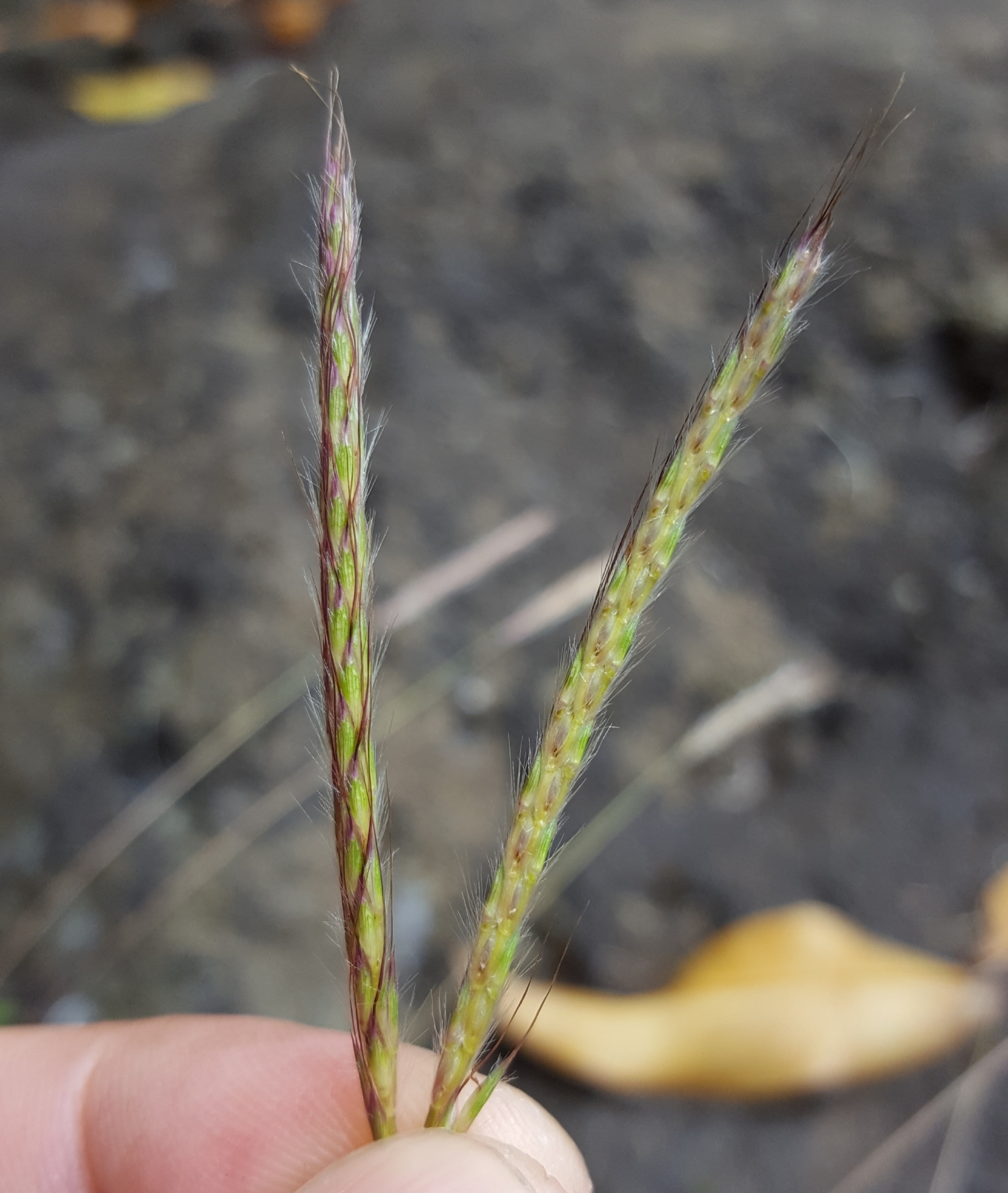 (c) François Rousseu, certains droits réservés (CC BY-NC) https://www.inaturalist.org/observations/97252261