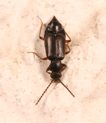 Lesteva longoelytrata