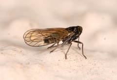 Javesella pellucida