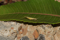Oecanthus longicauda