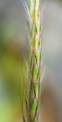 Ischaemum koleostachys