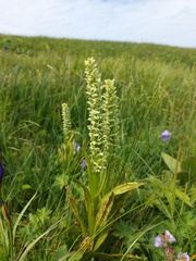Platanthera convallariifolia