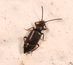 Lesteva longoelytrata
