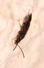 Lesteva longoelytrata