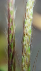Ischaemum koleostachys
