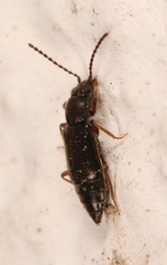 Lesteva longoelytrata