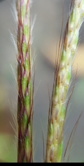 Ischaemum koleostachys