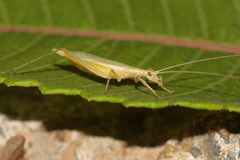 Oecanthus longicauda
