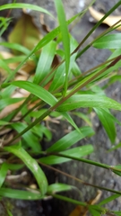 Ischaemum koleostachys