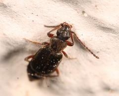 Lesteva longoelytrata