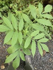 Sambucus racemosa