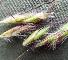 Ischaemum koleostachys