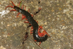 Scolopendra mutilans