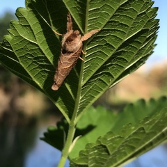 Clostera anastomosis