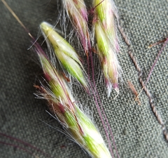 Ischaemum koleostachys