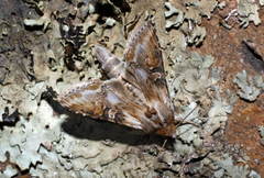 Cucullia propinqua