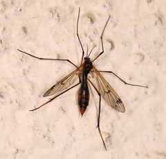 Ptychoptera albimana