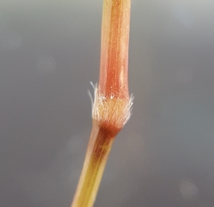 Ischaemum koleostachys