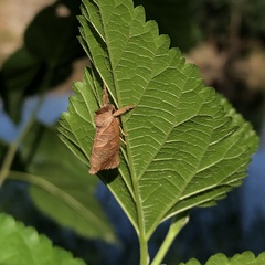 Clostera anastomosis