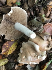 Hebeloma