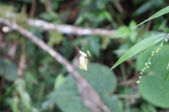 Micrathena decorata