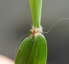 Ischaemum koleostachys