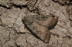 Eugnorisma insignata