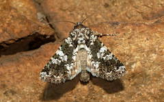 Hadena variolata