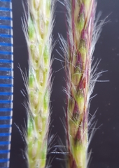 Ischaemum koleostachys
