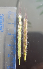 Ischaemum koleostachys