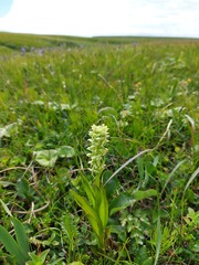 Platanthera convallariifolia