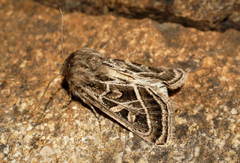 Leucochlaena fallax