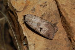 Lygephila ludicra