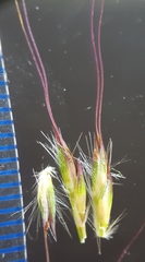 Ischaemum koleostachys