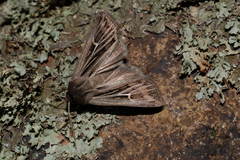 Mythimna velutina