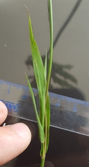Ischaemum koleostachys