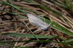 Acronicta nervosa