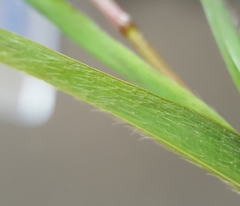Ischaemum koleostachys