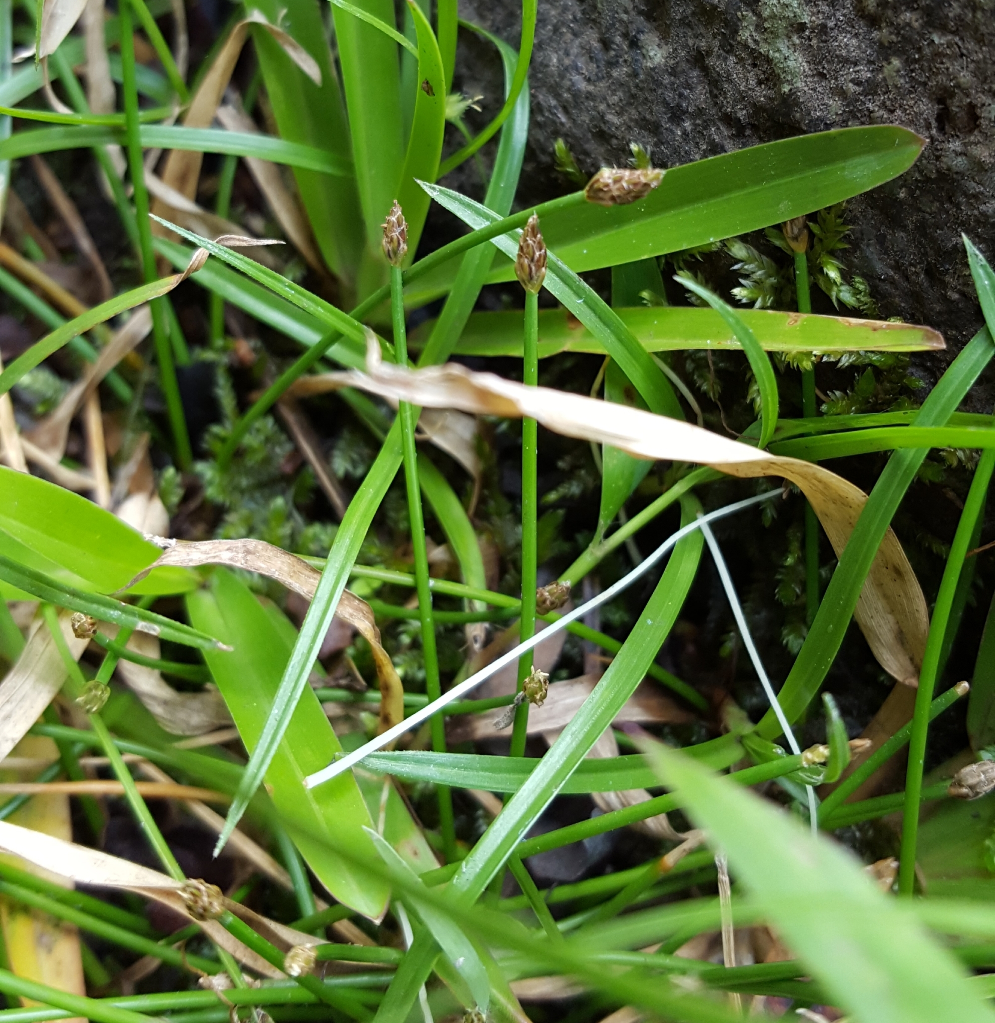 (c) François Rousseu, certains droits réservés (CC BY-NC) https://www.inaturalist.org/observations/97252537