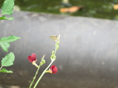 Angiospermae