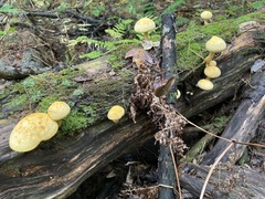 Cyptotrama chrysopepla