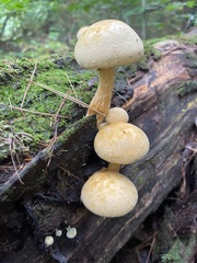 Cyptotrama chrysopepla